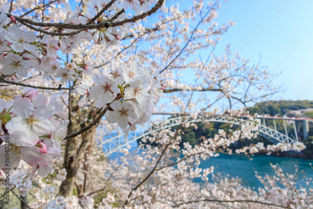 Fototapeta premium Cherry blossom season on spring at Saikaibashi Park in Saikai, Nagasaki prefecture, JAPAN