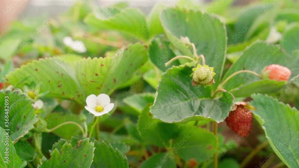strawberry harvest time. Fresh berries poured into a basket. stands between the beds with growing and ripening strawberries. Video footage. Organic eco local farmers field. agricultural theme content strawberry harvest time. Fresh berries poured into a basket. stands between the beds with growing and ripening strawberries. Video footage. Organic eco local farmers field. agricultural theme content