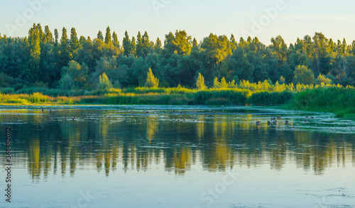 The edge of a lake with reed and colorful wild flowers at sunrise in an early summer morning under a blue sky, Almere, Flevoland, The Netherlands, July 31, 2020