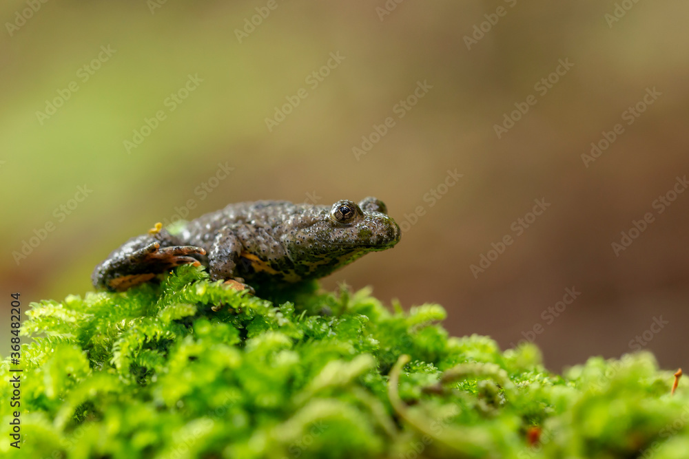 The yellow-bellied toad (Bombina variegata) belongs to the order Anura, the archaeobatrachial family Bombinatoridae. The yellow-bellied toad (Bombina variegata) on the green moss. The yellow-bellied toad (Bombina variegata) belongs to the order Anura, the archaeobatrachial family Bombinatoridae. The yellow-bellied toad (Bombina variegata) on the green moss.