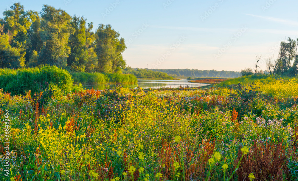 The edge of a lake with reed and colorful wild flowers at sunrise in an early summer morning under a blue sky, Almere, Flevoland, The Netherlands, July 31, 2020