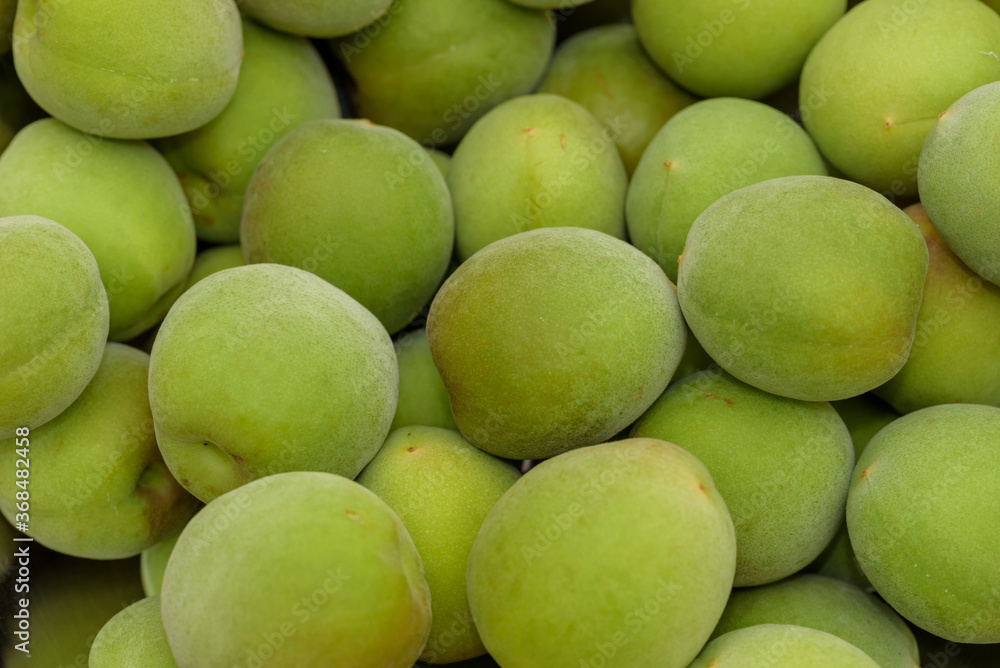 Harvested Green Japanese apricot fruit, Young fruits of Ume Harvested Green Japanese apricot fruit, Young fruits of Ume
