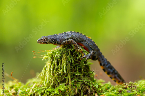 Fotografie The alpine newt (Ichthyosaura alpestris) is a species of newt native to continental Europe