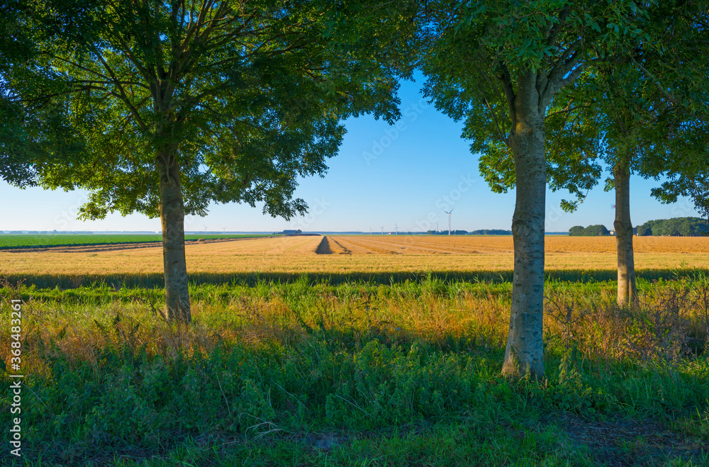 Obraz premium Yellow wheat in an agricultural field in the countryside waving in the wind in bright sunlight under a blue sky in summer, Almere, Flevoland, The Netherlands, July 31, 2020