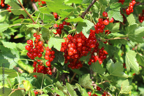 Ripe red currants hanging from bush ready for harvest.