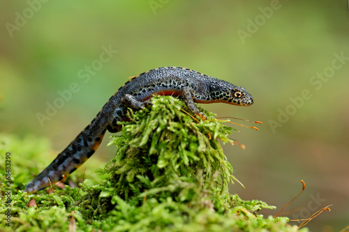 Fototapeta The alpine newt (Ichthyosaura alpestris) is a species of newt native to continental Europe