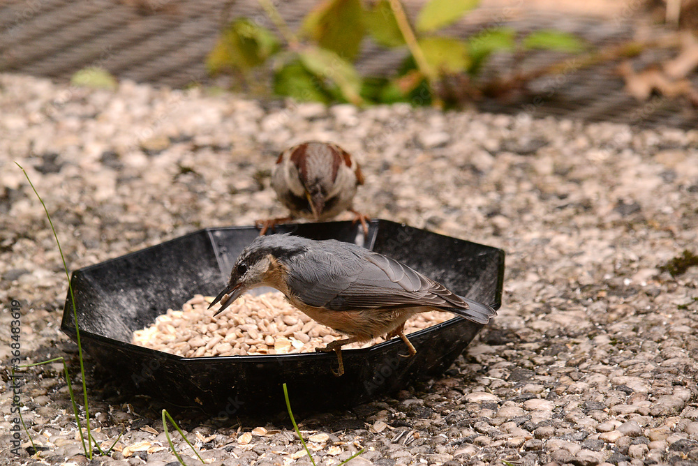 Obraz premium Sperber am Futterplatz