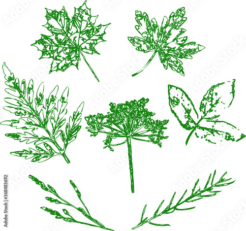 set of green herbs