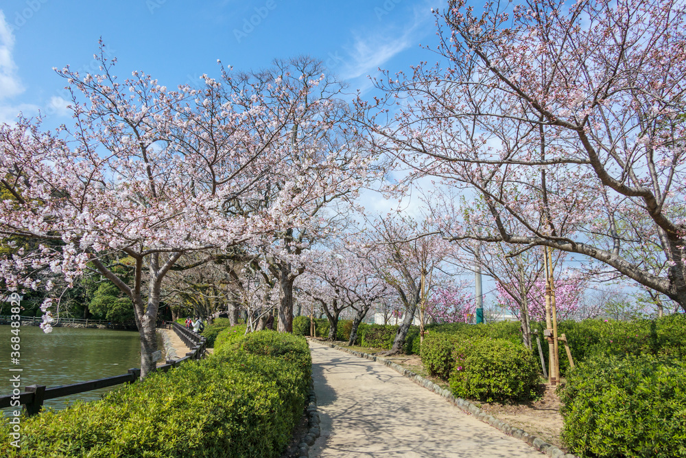 Cherry blossom season on spring at Omura Park in Omura, Nagasaki, Japan Cherry blossom season on spring at Omura Park in Omura, Nagasaki, Japan