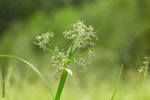 Scirpus sylvaticus is a species of flowering plant in the Cyperaceae family. photo