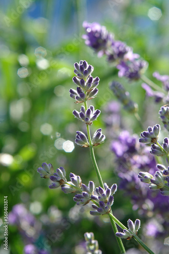 A close up of lavender flower with unopened buds (Lavandula angustifolia 'Vera') in the garden on a sunny day. Flower spikes of English lavender, selective focus, natural green blurred background
