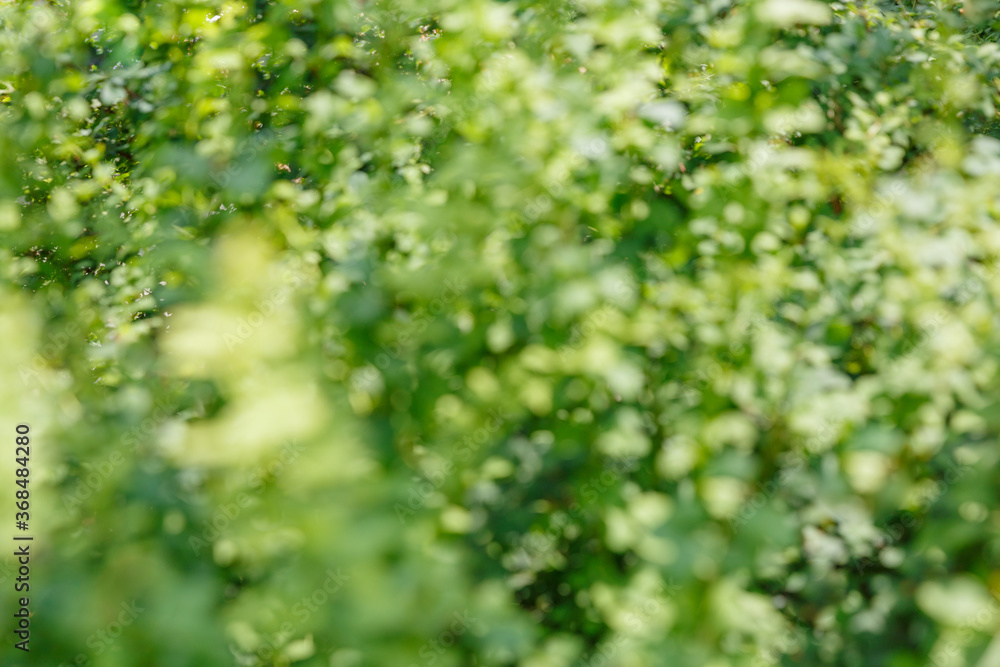 Background from green foliage in defocus. Summer concept. Concept of park, garden and forest. Nature concept. Beautiful background for the designer. Blur effect. Background from green foliage in defocus. Summer concept. Concept of park, garden and forest. Nature concept. Beautiful background for the designer. Blur effect.