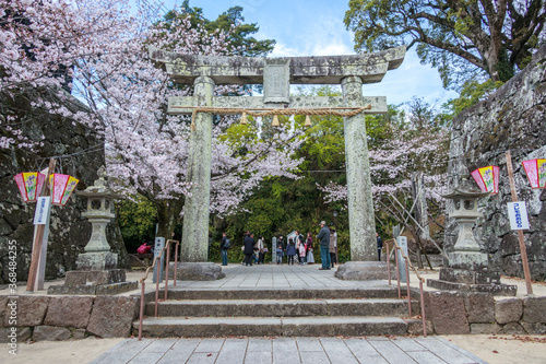 Cherry blossom season on spring at Omura Park in Omura, Nagasaki, Japan