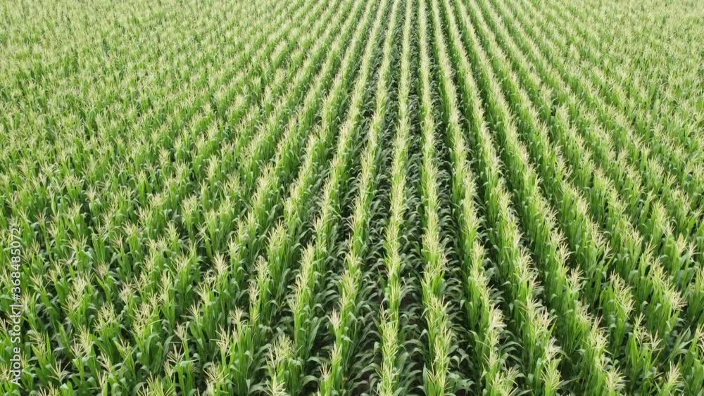 Corn field, flight over the cream of corn stalks, excellent growth, good corn harvest, ripening of the corn field. Corn field, flight over the cream of corn stalks, excellent growth, good corn harvest, ripening of the corn field.