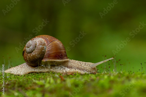 Big snail in shell crawling on road, summer day. Helix pomatia, common names the Roman snail, Burgundy snail, edible snail or escargot, is a species in the family Helicidae.