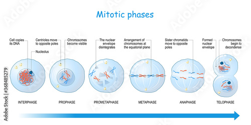 mitosis stages. cell division. photo
