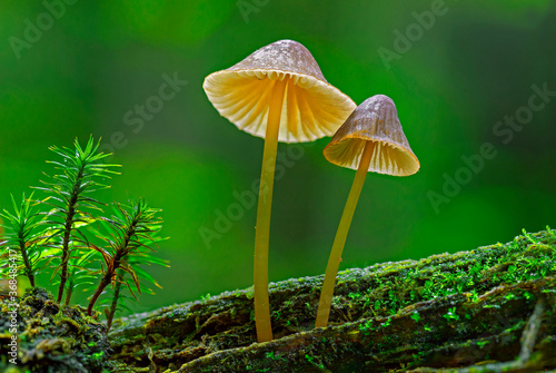 Mycena renati, commonly known as the beautiful bonnet is a species of mushroom in the family Mycenaceae. The world of mushrooms. full focus.