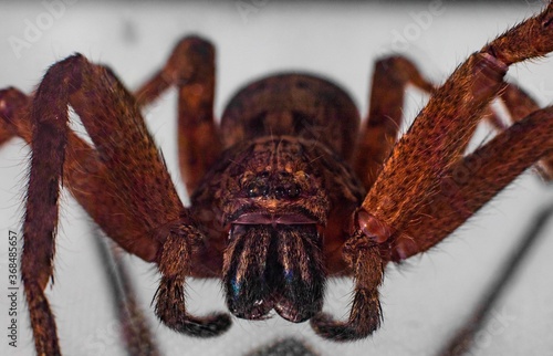 Macro photography of a large Huntsman Spider caught in my sons bedroom on the wall in Sydney Australia photo