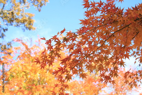 Wallpaper Mural 秋　紅葉　もみじ　庭園　葉　かえで　庭 Torontodigital.ca