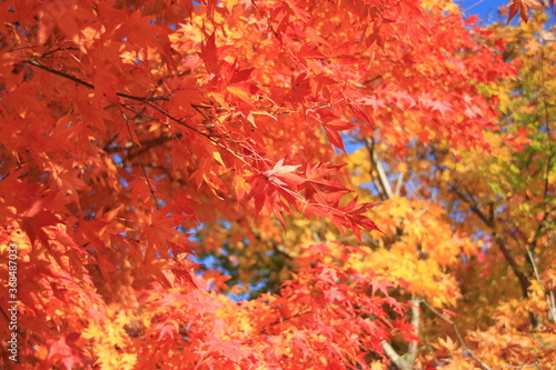 秋 紅葉 もみじ 庭園 葉 かえで 庭 © Shuhei