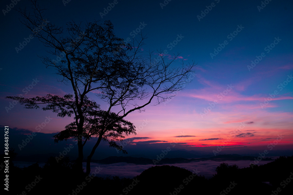 silhouette of tree On the background of the sky during the sunset