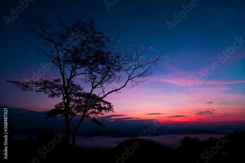 silhouette of tree On the background of the sky during the sunset © K.Pornsatid