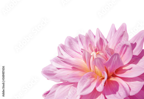 pink dahlia isolated on white