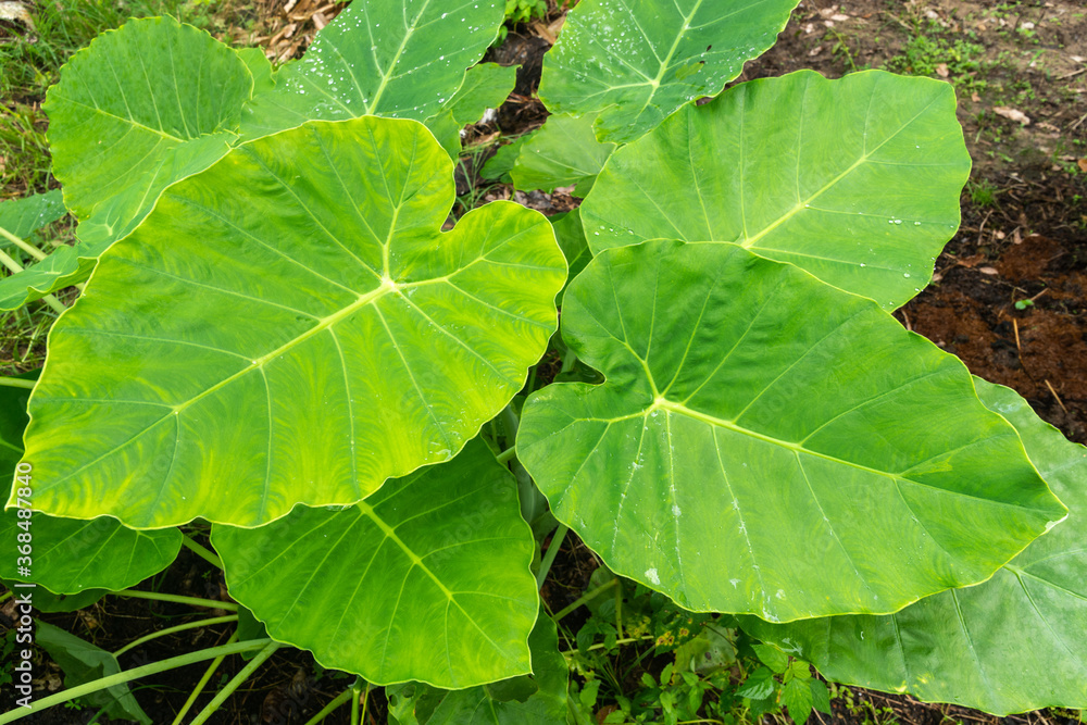 elephant ears plant leaves in tropical forest or jungle elephant ears plant leaves in tropical forest or jungle