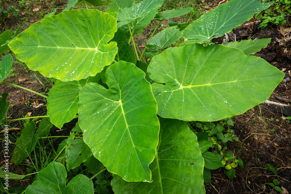 elephant ears plant leaves in tropical forest or jungle elephant ears plant leaves in tropical forest or jungle