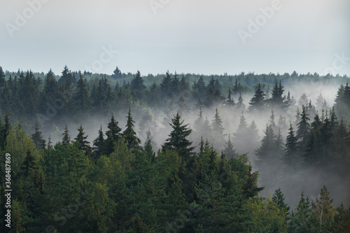 Panorama of spruce misty forest horizon in the fog in the rainy weather