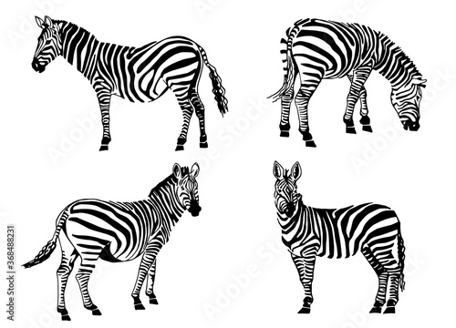 Graphical set of zebras isolated on white, vector elements for design and printing