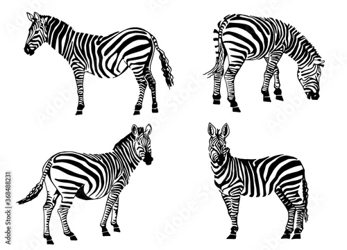 Obraz Graphical set of zebras isolated on white, vector elements for design and printing