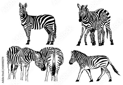 Graphical set of zebras isolated on white  vector elements for design and printing