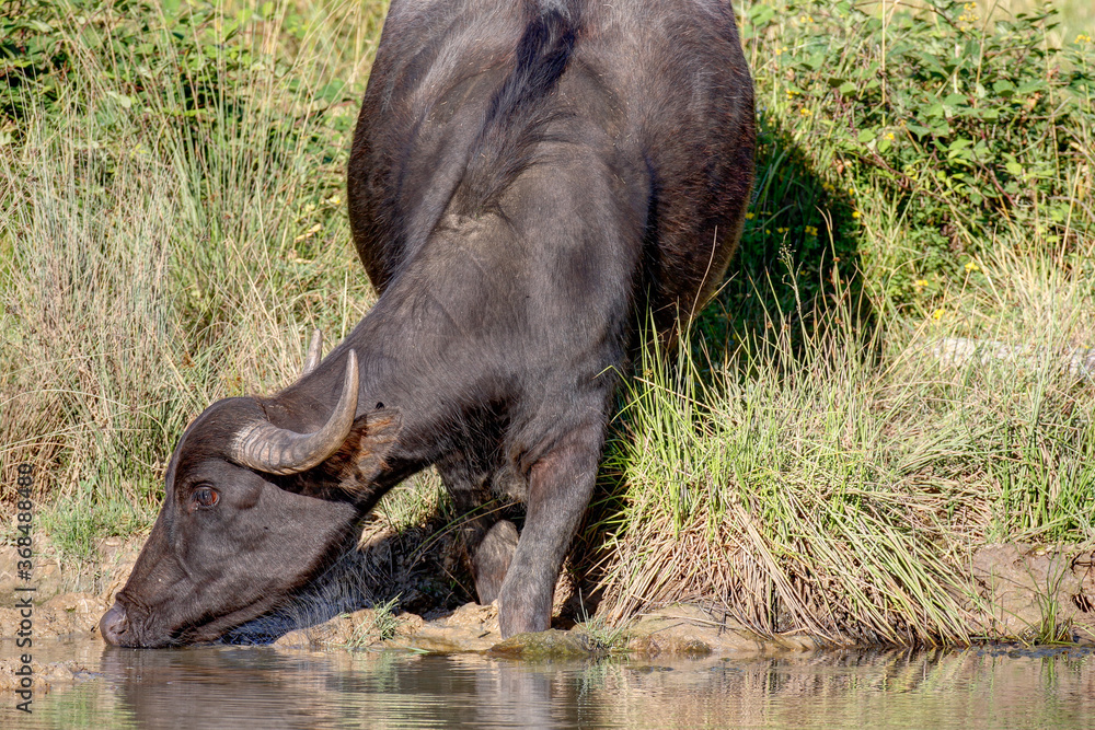 Fototapeta premium Water buffalo drinking at the water point on the small lake.