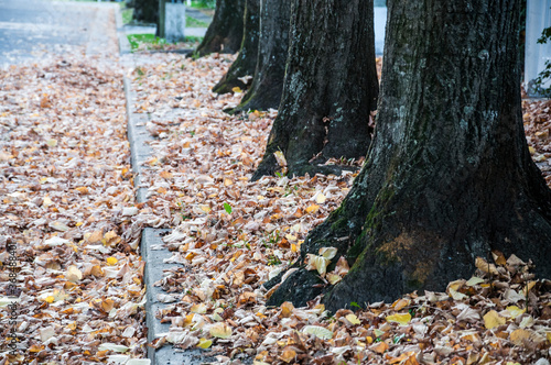 autumn leaves on the ground