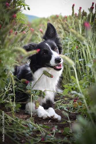 Adult border collie is sitting in crimson clover. He want it so much.