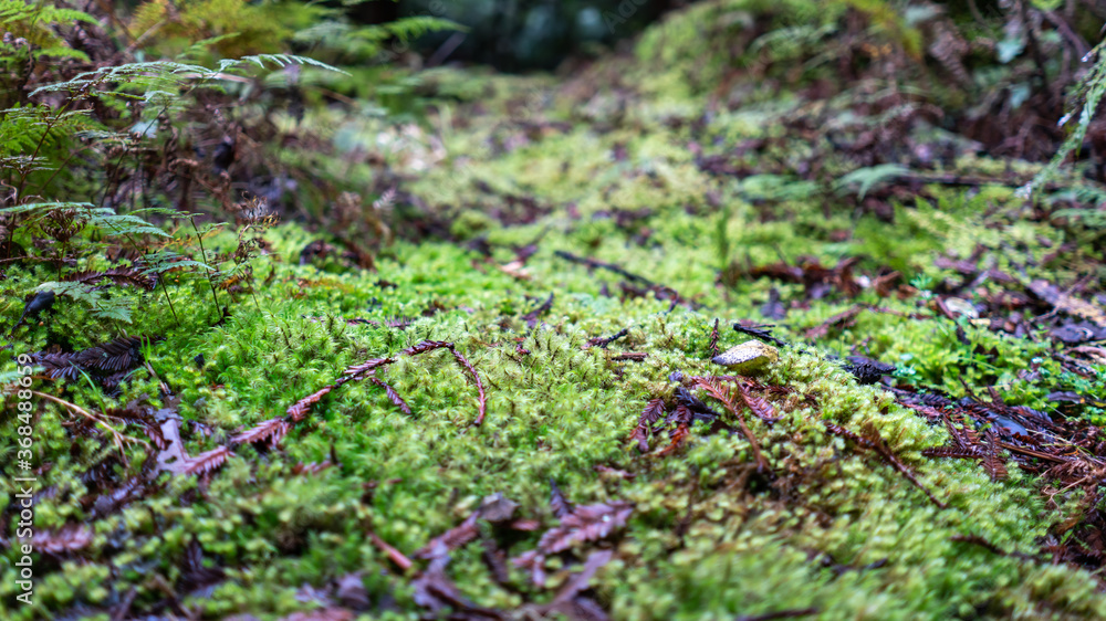 Close up green moss on the ground in the forest Close up green moss on the ground in the forest