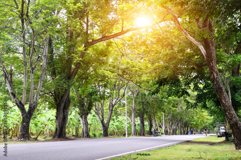 Obraz premium Forest and road in the spring where sunlight shines through the trees.