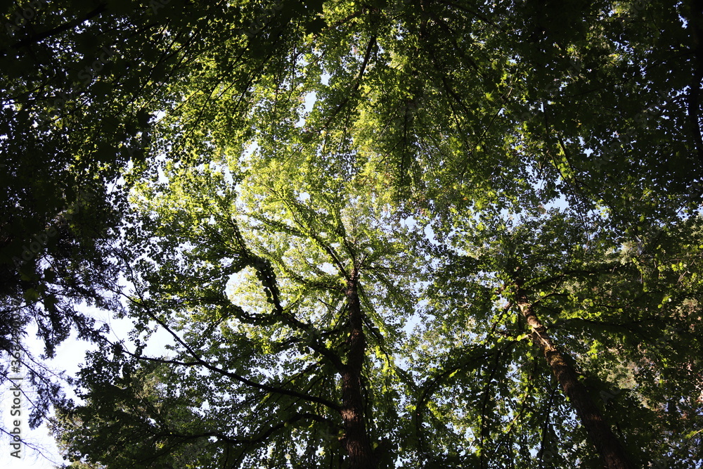 Obraz premium Cercidiphyllum