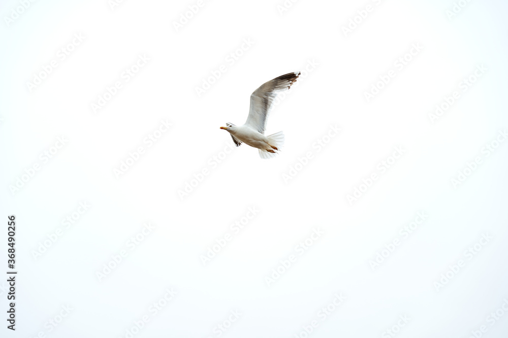 Obraz premium Galician native seagull flying with clear sky