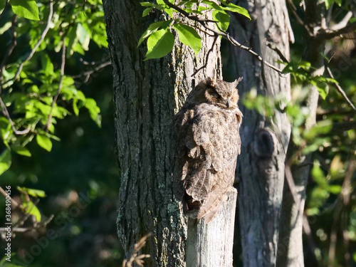 Great Horned Owl