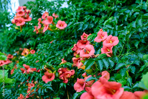 Many vivid orange red flowers and green leaves of Campsis radicans plant, commonly known as the trumpet vine or creeper, cow itch or hummingbird vine, in a garden in a sunny summer day. © Cristina Ionescu