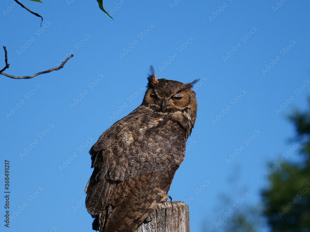 Obraz premium Great Horned Owl