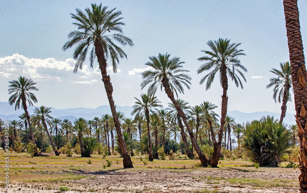 Stand of palm trees near Indio, California Stand of palm trees near Indio, California