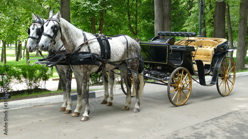 carriage with horses in the park waiting for people
