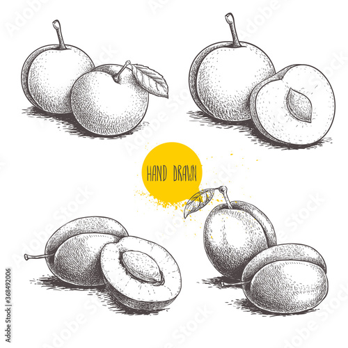 Different plums sketch set. Hand drawn illustration of ripe juicy plums and mirabelle plums. Whole and half fruit groups. Organic food vector drawings isolated on white background.