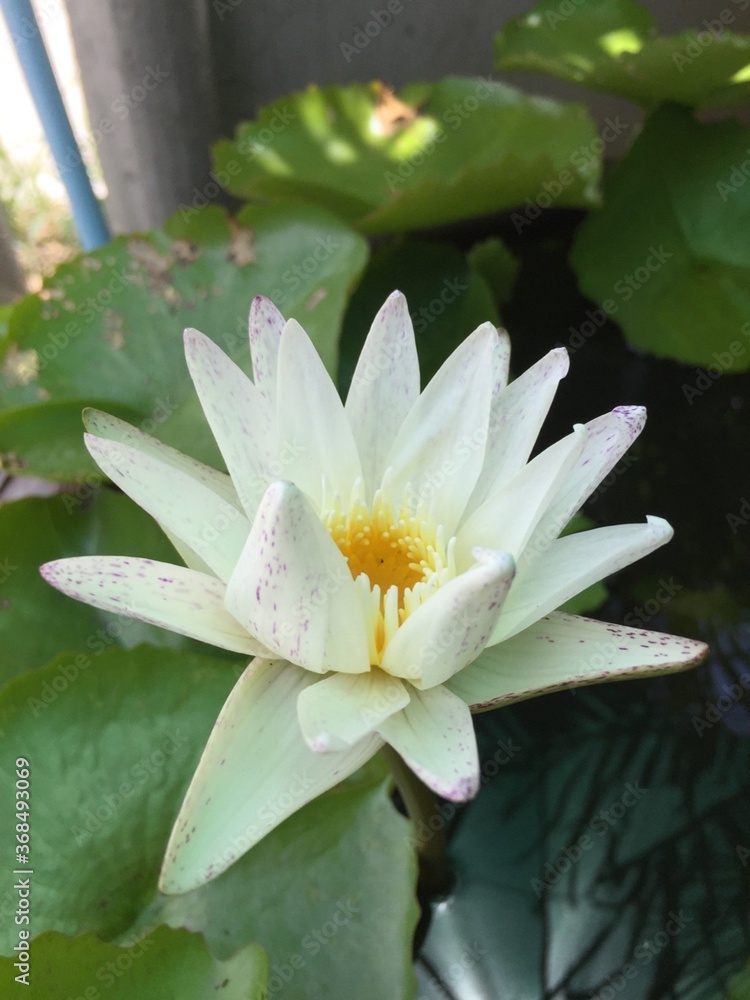 White lotus flower growing in the pot