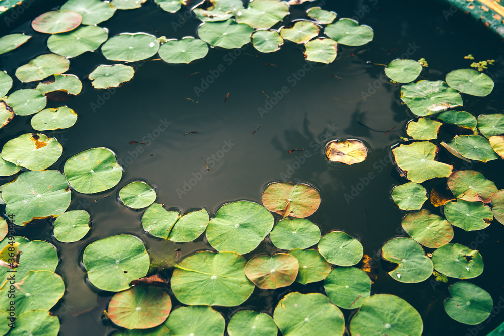 Water lilies in water with small fishes