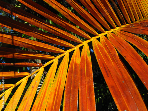 Tropical Palm Tree  branches in sunny day begining  the summer season, it has some beautifull colors photo