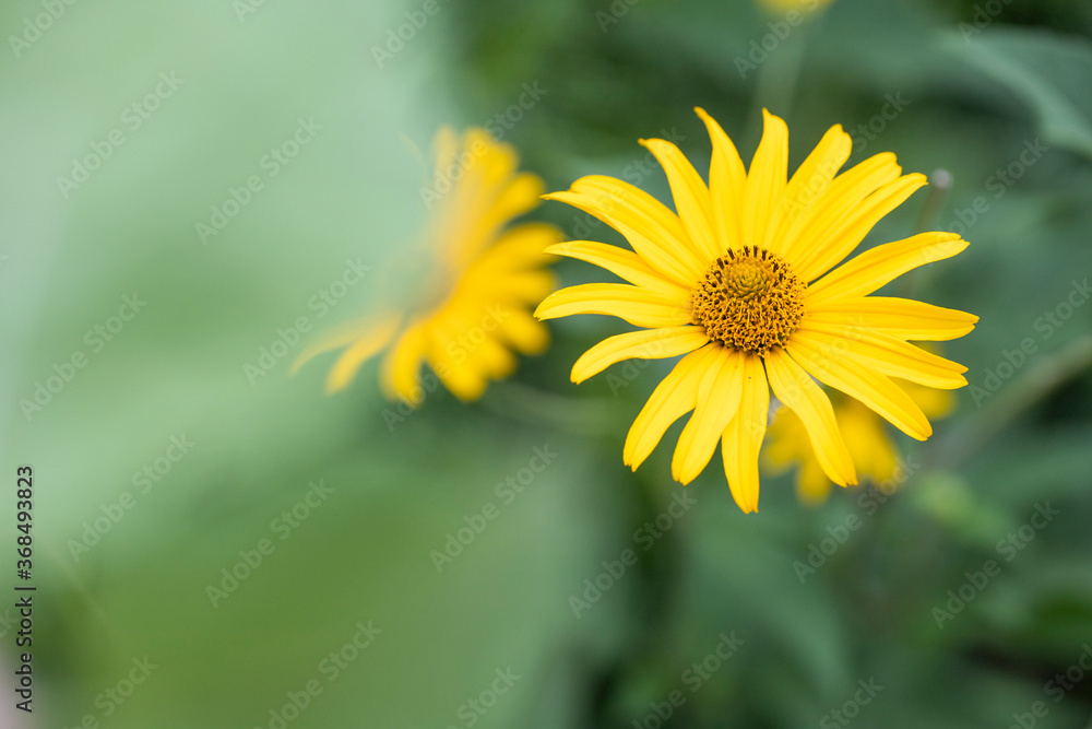 yellow dandelion flower with leaves close up yellow dandelion flower with leaves close up